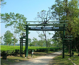 Area to Visit- Gorumara National Park